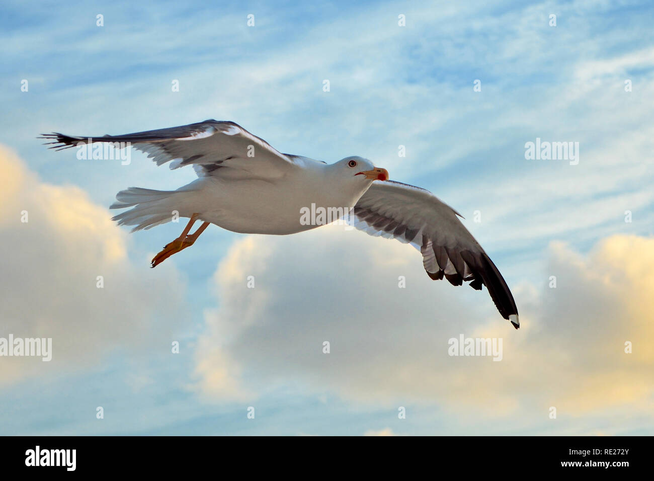 Flying lesser black backed sea gull uccello con ali aperte durante il volo nella parte anteriore del cielo blu con nuvole Foto Stock