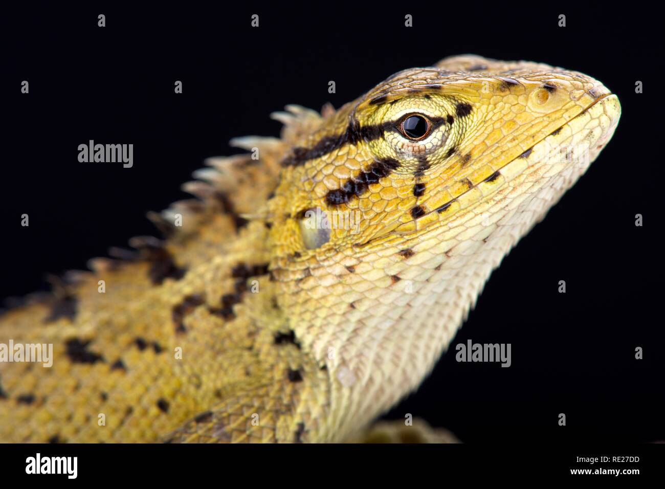 Oriental Garden lizard (Calotes versicolor) Foto Stock