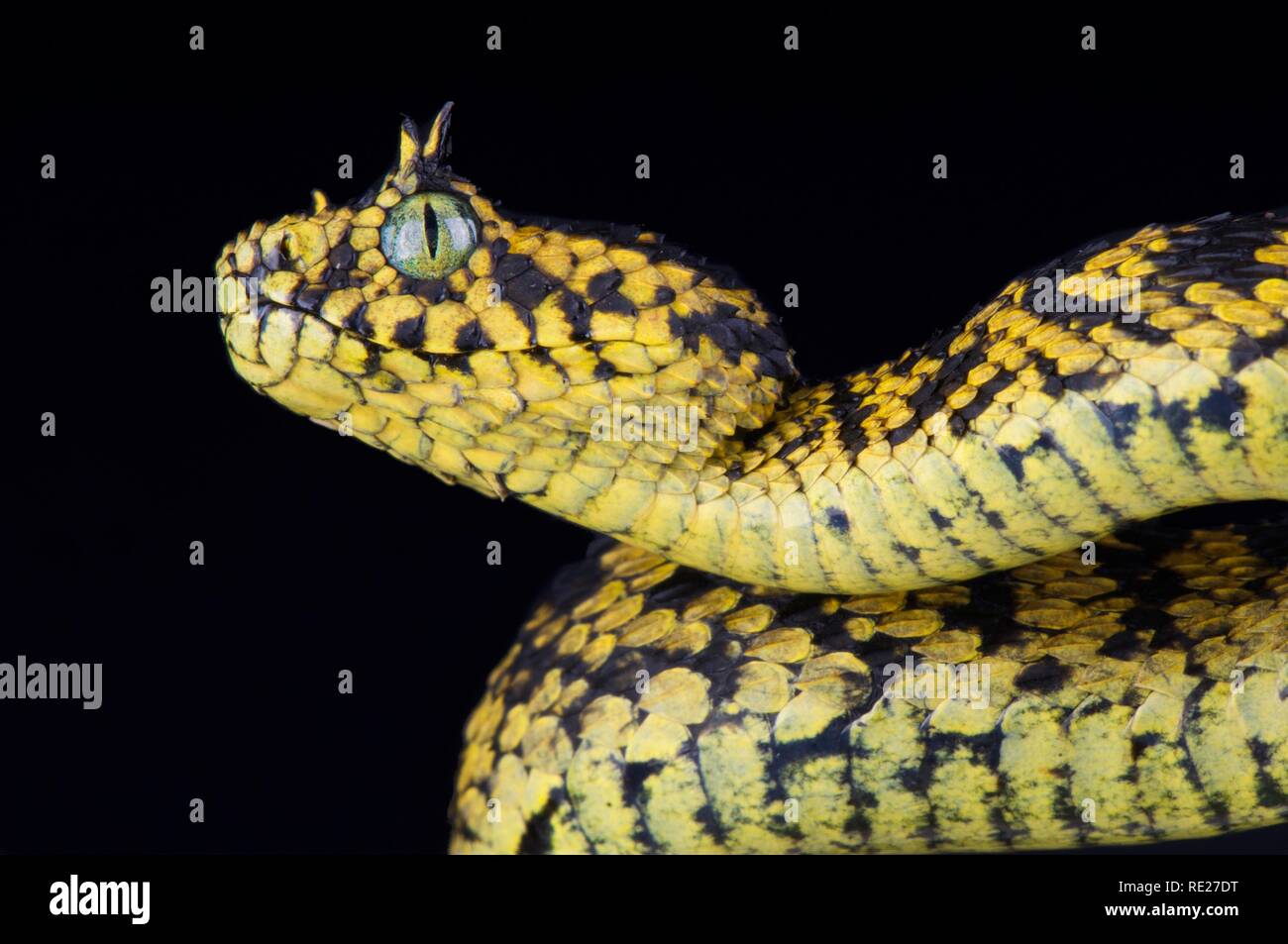 Boccola Usambara viper (Atheris ceratophora) Foto Stock