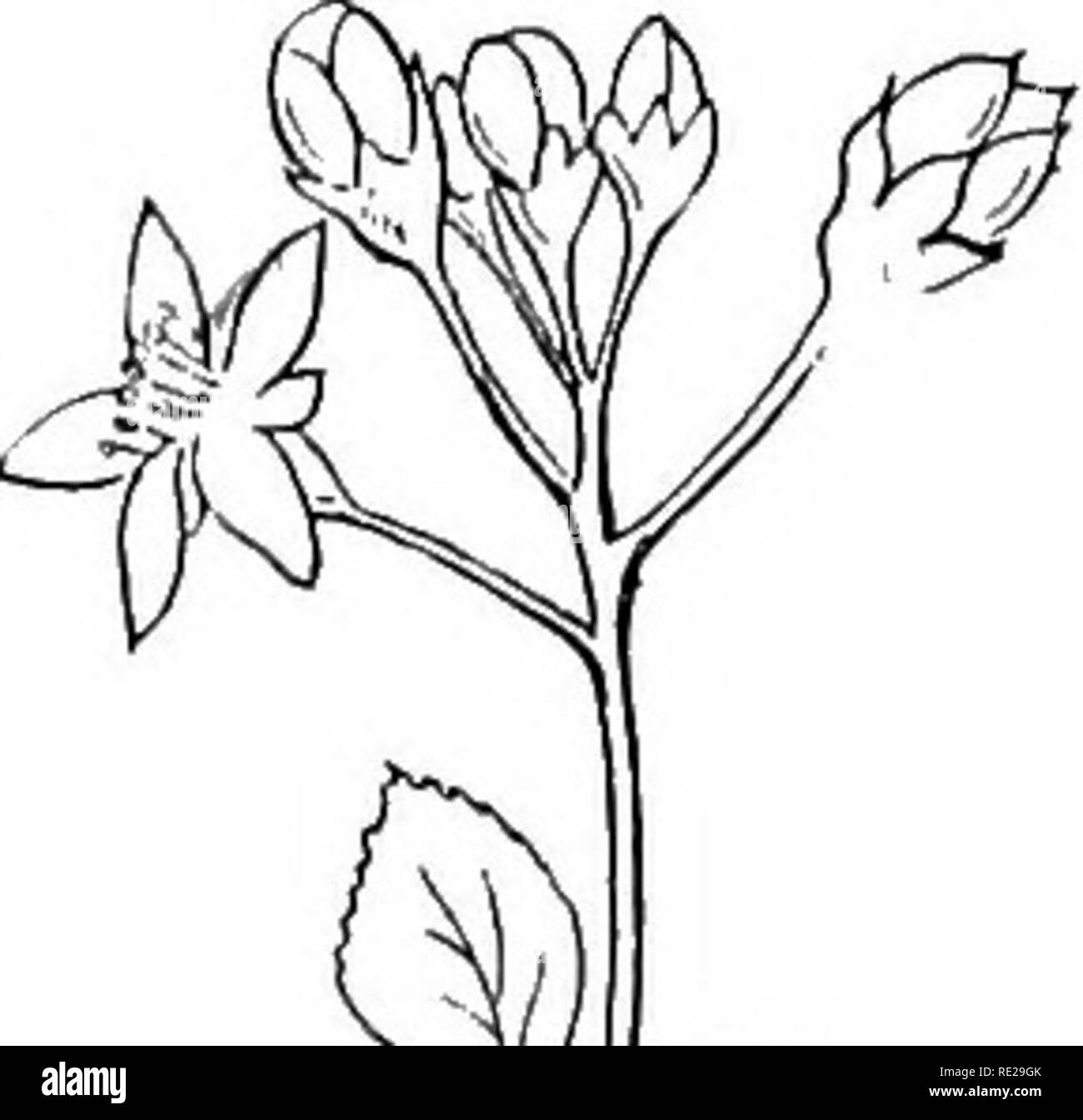 . La botanica tutto l'anno; un pratico libro di testo per le scuole. La botanica. Infiorescenza 189. ^ 351- Corymb di fiori di susina. 268. Il Corymb. - Immaginate la pedicels inferiore di un racemo per essere allungata in modo da collocare i loro fiori su un livello con quelli dei nodi superiore, rendendo un convesso, o più o meno piatta- sormontato cluster, come nella parete-fiore e biancospino, e abbiamo una modificazione del racemo chiamato corymb. In tale quadro la fioritura esterna, o quelle sulla circonferenza, procedere dall'axils inferiore e sono, di conseguenza, la più antica e quindi la fine della fioritura centripeta, che Foto Stock