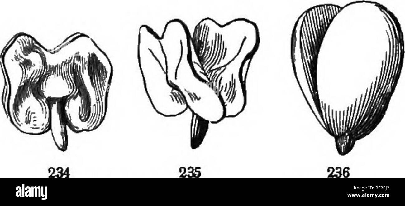 . La botanica per giovani e scuole comuni. In che modo le piante crescono, una semplice introduzione alla botanica strutturale. Con una flora popolare, o una disposizione ed una descrizione delle piante comuni, sia selvatici e coltivati. La botanica; Botanica. 234 335 234, 235. Morning-Glory ; 232. A reticolare learei venato di acero. Embrioni di, 033. Sugar-Mapte ; 234, 235. Morning-Glory ^ 238. La ciliegia. Le foglie o nei pini e simili spesso polycotyledonous, cioè di più di una coppia. - La classe può essere raccontata da steli e foglie senza esaminare la. Si prega di notare che queste immagini vengono estratte dalla pagina sottoposta a scansione immagini che Foto Stock