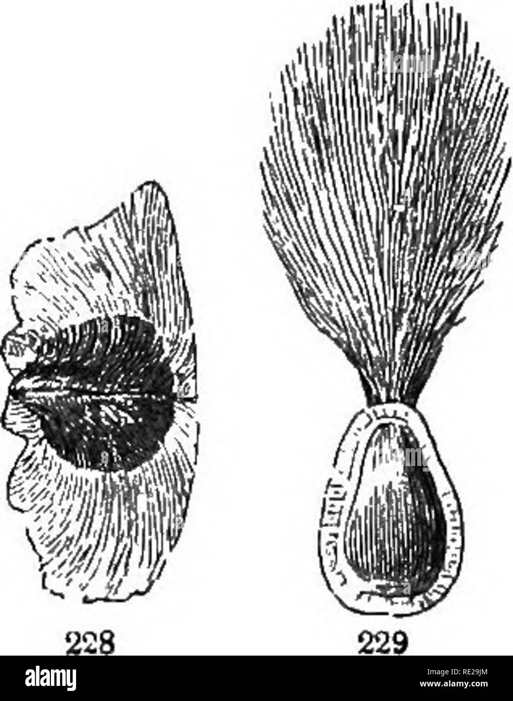 . La botanica per giovani e scuole comuni. In che modo le piante crescono, una semplice introduzione alla botanica strutturale. Con una flora popolare, o una disposizione ed una descrizione delle piante comuni, sia selvatici e coltivati. La botanica; Botanica. Semi. 83 per il nostro scopo. Come la pupilla si avanza più lontano nel suo studi botanici, sarà lui a imparare molto di più su di loro, come pure circa i frutti e fiori, nelle lezioni di botanica e altre opere. 254. Un seme consiste dei suoi cappotti e il suo kernel. Oltre ai veri tuberi seme-cappotti, che sono quelli dell'ovulo, un esterno di copertura allentati, generalmente una imperfetta, è occasionalmente Foto Stock