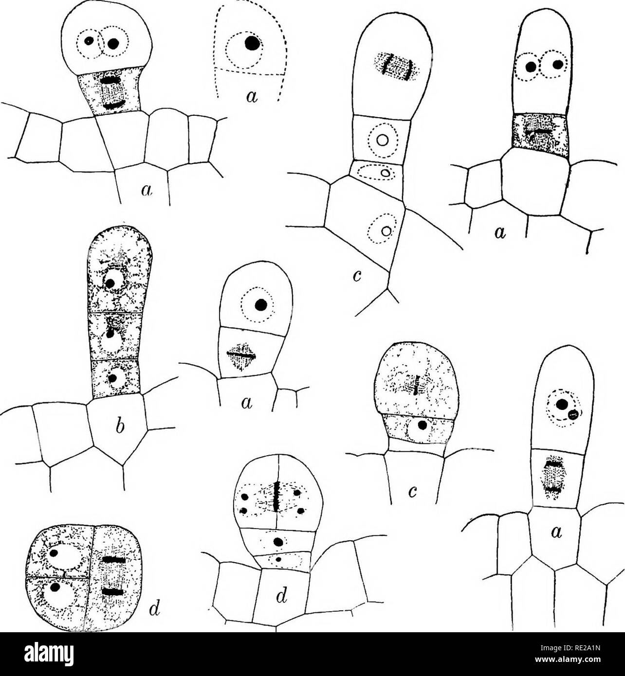 . Studi in eredità come illustrato da i tricomi di specie e ibridi di Juglans, Oenothera, Papaver, e Solanum. Eredità; Tricomi. 46 eredità come illustrato da tricomi. quelli nella testa-cellule. Il tricoma consiste quindi di una testa di 4 cellule, disposti radialmente e una levetta di 2 cellule, e la divisione delle cellule cessa. Sebbene numerosi esempi di ogni stag-e nello sviluppo del tricoma erano visti, non fa eccezione per la sequenza come dato è stato rilevato. La lunga che secernono tricoma in Juglans californica X Juglans nigra è di due tipi. Un primo tipo ha una levetta di 4 celle e una testa di 4 celle Foto Stock