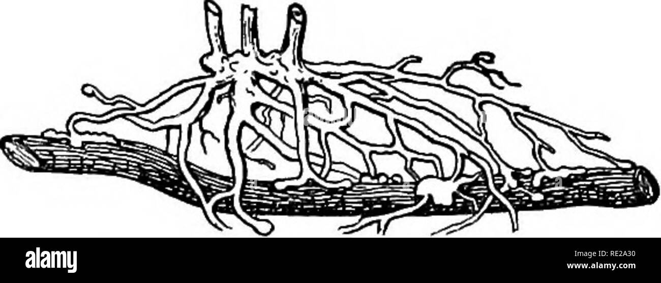 . La botanica tutto l'anno; un pratico libro di testo per le scuole. La botanica. I30 radici e gambi della metropolitana. 269. - Le radici del parassita Gerardia sotto- massa {dopo grigio). 185. Saprofiti sono piante come le tubazioni indiano (mono- tropa) e squaw root {Conopholis) che vivono su morti e decadenti materia vegetale. Essi sono solo parzialmente par- asitic, e non rechino il haustoria del vero parassiti. Un buon numero di piante che sembrano vivere una vita onesta sopra di terra pratica un segreto parassitismo inviando le loro radici in quelle dei loro vicini al di sotto del suolo e disegno parte del loro nutrimento Foto Stock