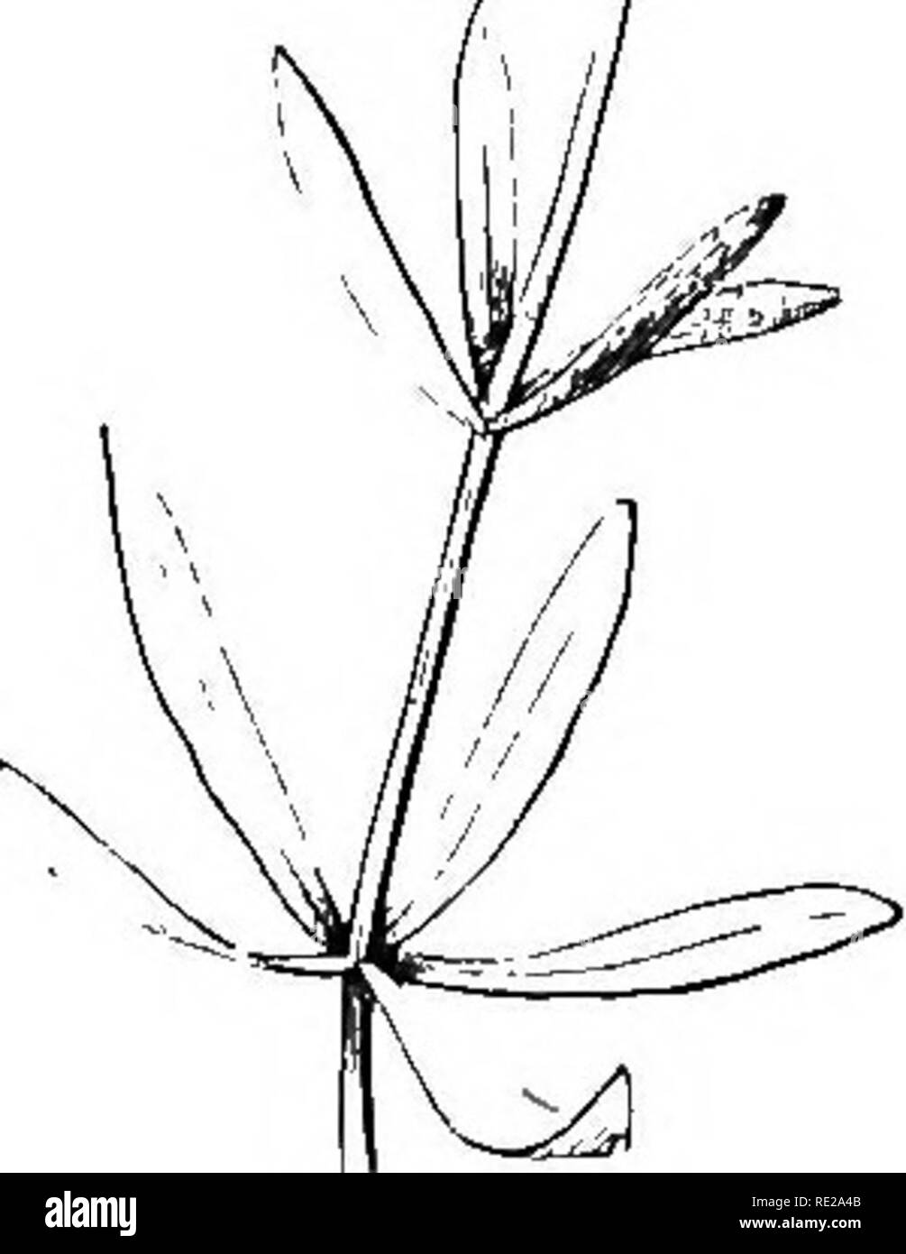 . La botanica per giovani e scuole comuni. In che modo le piante crescono, una semplice introduzione alla botanica strutturale. Con una flora popolare, o una disposizione ed una descrizione delle piante comuni, sia selvatici e coltivati. La botanica; Botanica. 137' Whorled foglie. Analisi della sezione. 81. Vegetazione molto semplice in piano, molto diversificata nei particolari. 82. Lo studio delle forme di organi è la morfologia. 83-89. Radici, le loro forme e tipi. 84. Primaria o originale; secondario; come esse provengono. 85. Radici aeree. 86. Antenna radichette. 87. Air-Plants ; il loro modo di vivere. 88. Piante parassite, la loro economia. 89. S Foto Stock