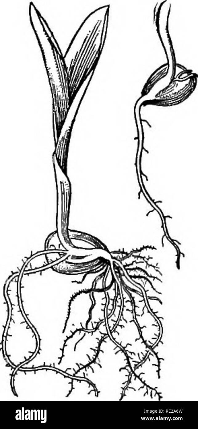 . La botanica tutto l'anno; un pratico libro di testo per le scuole. Botanica. io8 SEMI E SEEDLIiNGS un buon germinator può essere realizzato mettendo sabbia umida o segatura tra due piastre. Il germinator sliould essere tenuti anche ad un tem- peratura di circa 20° C. (70° F.). Anche i semi della stessa Icind si sviluppano in corrispondenza di tali tassi differenti che probabilmente non sarà necessario effettuare più di due impianti di ogni sorta, circa 4 o 5 giorni di distanza. Abbastanza deve essere fornito per dare ad ogni allievo di 3 o 4 esemplari in diversi stadi di sviluppo. 145. Piantine di monocotiledoni. - Esaminare il chicco di grano che ha ju Foto Stock