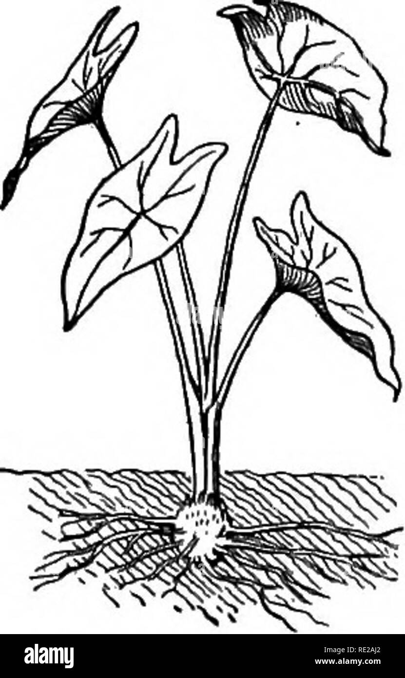 . La botanica tutto l'anno; un pratico libro di testo per le scuole. La botanica. 93-â ¢ - impianto di rabarbaro con foglie regolato per drenaggio centripeto. 94-â : un caladmm mostra centrif- ugal drenaggio.. Si prega di notare che queste immagini vengono estratte dalla pagina sottoposta a scansione di immagini che possono essere state migliorate digitalmente per la leggibilità - Colorazione e aspetto di queste illustrazioni potrebbero non perfettamente assomigliano al lavoro originale. Andrews, Eliza Frances, b. 1840. New York, Cincinnati [ecc. ] American book company Foto Stock