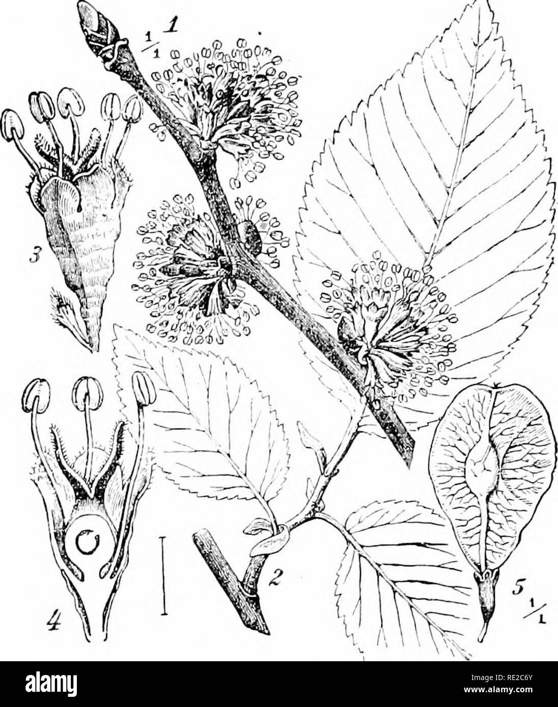 . Le piante e i loro usi; una introduzione alla botanica. La botanica; botanica, economico. N0N-P0I80N0US DRUCiS 107 espresso olio di mandorla, olio di oliva e olio di semi di cacao noto come burro di cacao, già studiati per il loro valore di cibo (nelle sezioni 33 e 39); e questi possono ora essere aggiunti castor- olio e il farmaco oleoso lycopodium. Di ricino, ottenuta dai semi di ricino (Fig. 165), si ritiene di non essere ripreso dall'apparato digerente come un alimento, liut a dovere il suo 4. Influenza. 1.59.-inglese Elm (Ubnus campeslris. Famiglia di olmo, Vlmacew). 1, fioritura ramoscello. 2, frondosi shoot. 3, fiore, intero, -i Foto Stock