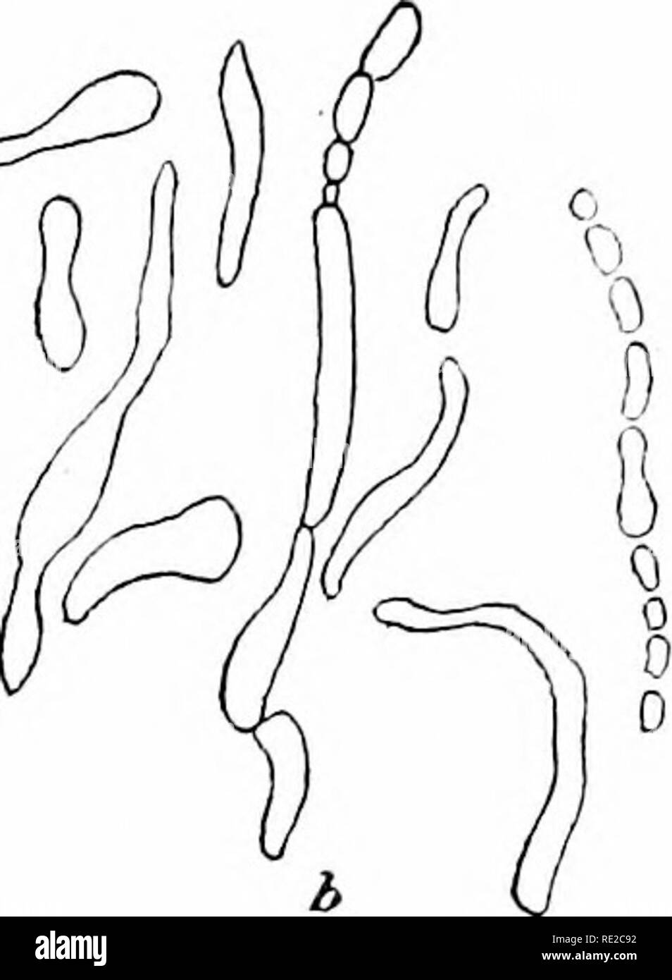 . Le piante e i loro usi; una introduzione alla botanica. La botanica; botanica, economico. 0 ^ ^'k k III. Fig. 151.-lievito (Saccharomyces cerevisice, Famiglia di lievito, Saccharomyceta- cece). a, un singolo birra-lievito; impianto ingrandito grandemente; h, stesso mandando un bud-come sporgenza; c stesso con bud più sviluppata e una seconda apparizione; d, una colonia prodotta da tali germogliando senza separazione; e un impianto di lievito divisa in quattro entro il en^'eloping parete; /, un impianto che si divide in due, ciascuno con una parete del proprio, e quindi in grado di resistere a condizioni avverse per un lungo tempo; g, un cluster di quattro di tali resistere Foto Stock