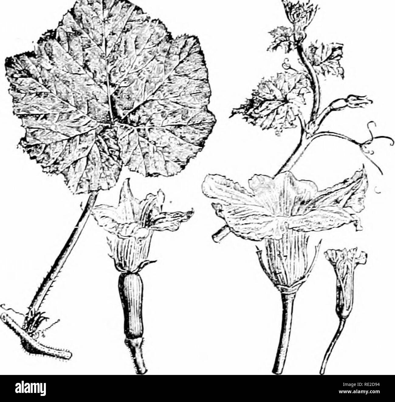 Zucca del collo del truffatore Foto e Immagini Stock in Bianco e Nero - Alamy