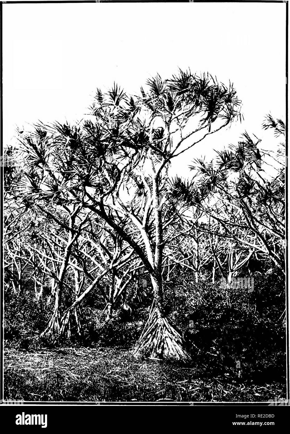 . La alberi indigeni delle Isole Hawaii. Alberi. ri.ATK 31.. PANDANUS ODORATISSIMUS Puhala L. A I'nndamis forest nt tlie zona inferiore su East Maui.. Si prega di notare che queste immagini vengono estratte dalla pagina sottoposta a scansione di immagini che possono essere state migliorate digitalmente per la leggibilità - Colorazione e aspetto di queste illustrazioni potrebbero non perfettamente assomigliano al lavoro originale. Rock, Giuseppe Francesco Charles, 1884-1962. Honolulu, T. H. Foto Stock