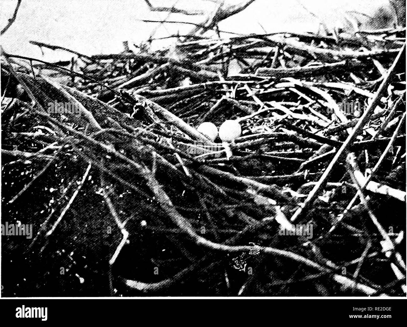 . Gli uccelli del Sud Africa. Gli uccelli. FALCONID^ HALIAETUS 313 costruito in una struttura ad albero su una delle isole del fiume Orange, egli lo descrive come bianco con grana fine e non così sottolineato come quello di una Turchia. Inoltre razze a Knysna e sul fiume Pongola in Zululand, la costruzione di un grande nido di bastoni in un grande albero. Il sig. John Wood mi dice che in prossimità della zona est di Londra ha trovato un nido posto in un albero vicino al fiume contenente due uccelli giovani. Il sig. Millar mi ha inviato il seguente conto delle abitudini di questo uccello vicino a Durban : " La chiamata di notevole di questa bella eagle può ancora essere h Foto Stock