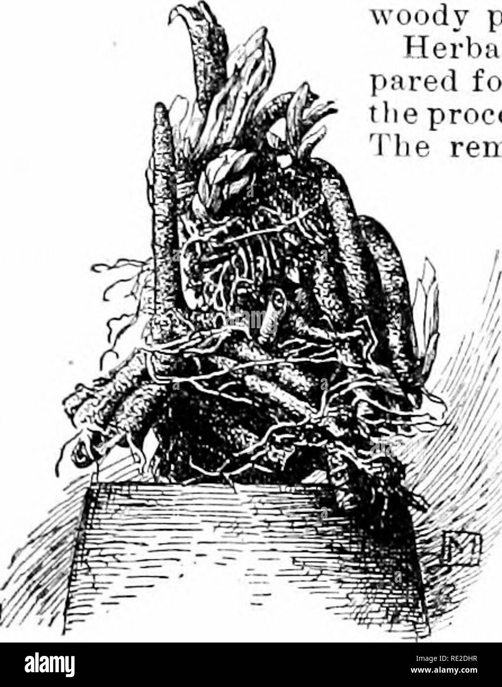 . Dell'enciclopedia di American orticoltura comprendente suggerimenti per la coltivazione di piante orticole, descrizioni delle specie di frutta e ortaggi, fiori e piante ornamentali vendute negli Stati Uniti e in Canada, insieme geografico e biografie. Il giardinaggio. Forzare una buona knowl.-dgeof impianti; (2) adeguata preparationâ (3) un periodo di riposo; e (41 corretta cura dopo che le piante sono portate in lieat. Piante Ttiose vigore più facilmente whicli fiorisce in primavera ed estate. A tarda fioritura itinds, come Bhodti- dtndron maj-imiini., Cletlira &amp;uditi/draiicjea paiiU-ii Foto Stock