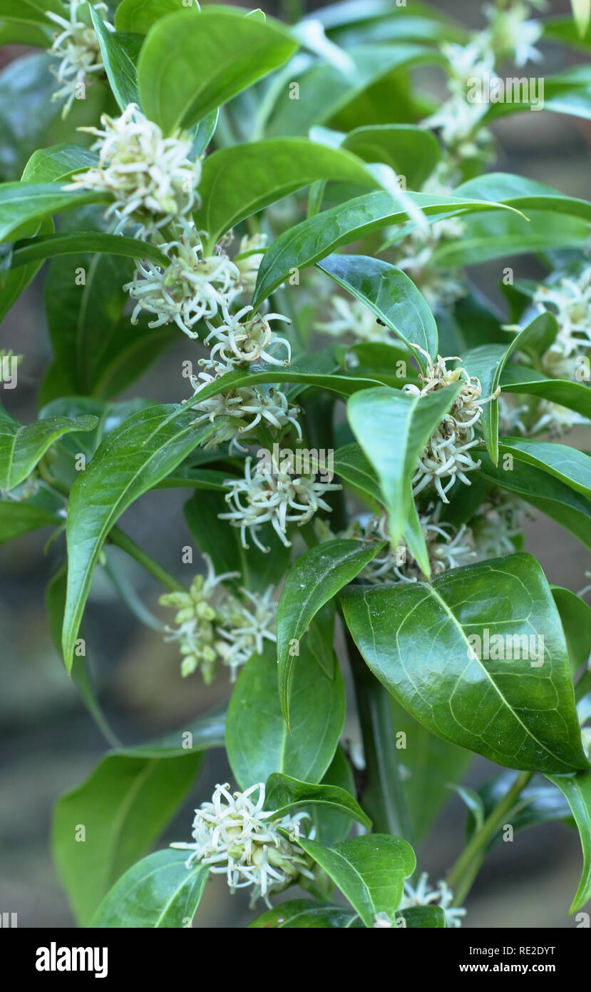 Sarcococca wallichii. Fiori profumati di Sarcococca wallichii, chiamato anche scatola di Natale o scatola di dolci, in fiore nel giardino d'inverno, REGNO UNITO Foto Stock