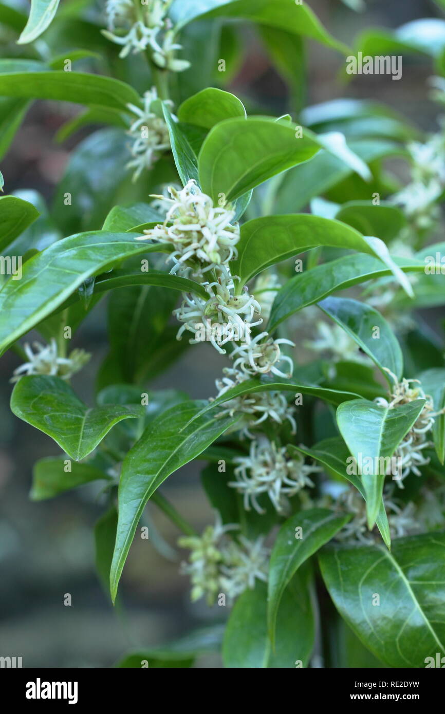 Sarcococca wallichii. Fiori profumati di Sarcococca wallichii, chiamato anche scatola di Natale o scatola di dolci, in fiore nel giardino d'inverno, REGNO UNITO Foto Stock