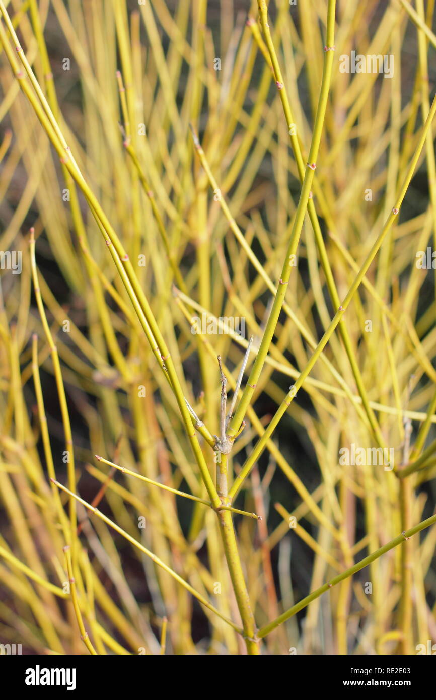 Verde vibrante di steli di Acer negundo 'Inverno fulmine', chiamato anche Box elder " Inverno " fulmini, inverno, REGNO UNITO Foto Stock