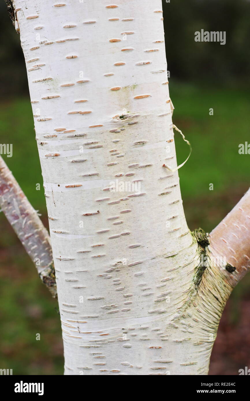 Betula utilis subtsp. Jacquemonitii " Trinity College - un bianco abbaiato Himalyan betulla in inverno, REGNO UNITO Foto Stock