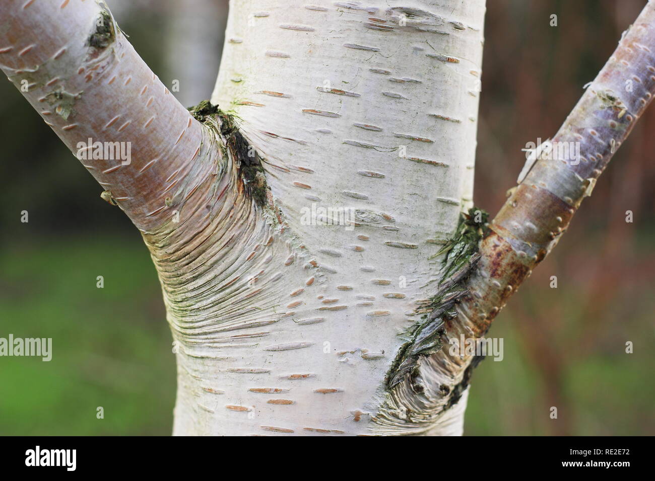 Betula utilis subtsp. Jacquemonitii " Trinity College - un bianco abbaiato Himalyan betulla in inverno, REGNO UNITO Foto Stock