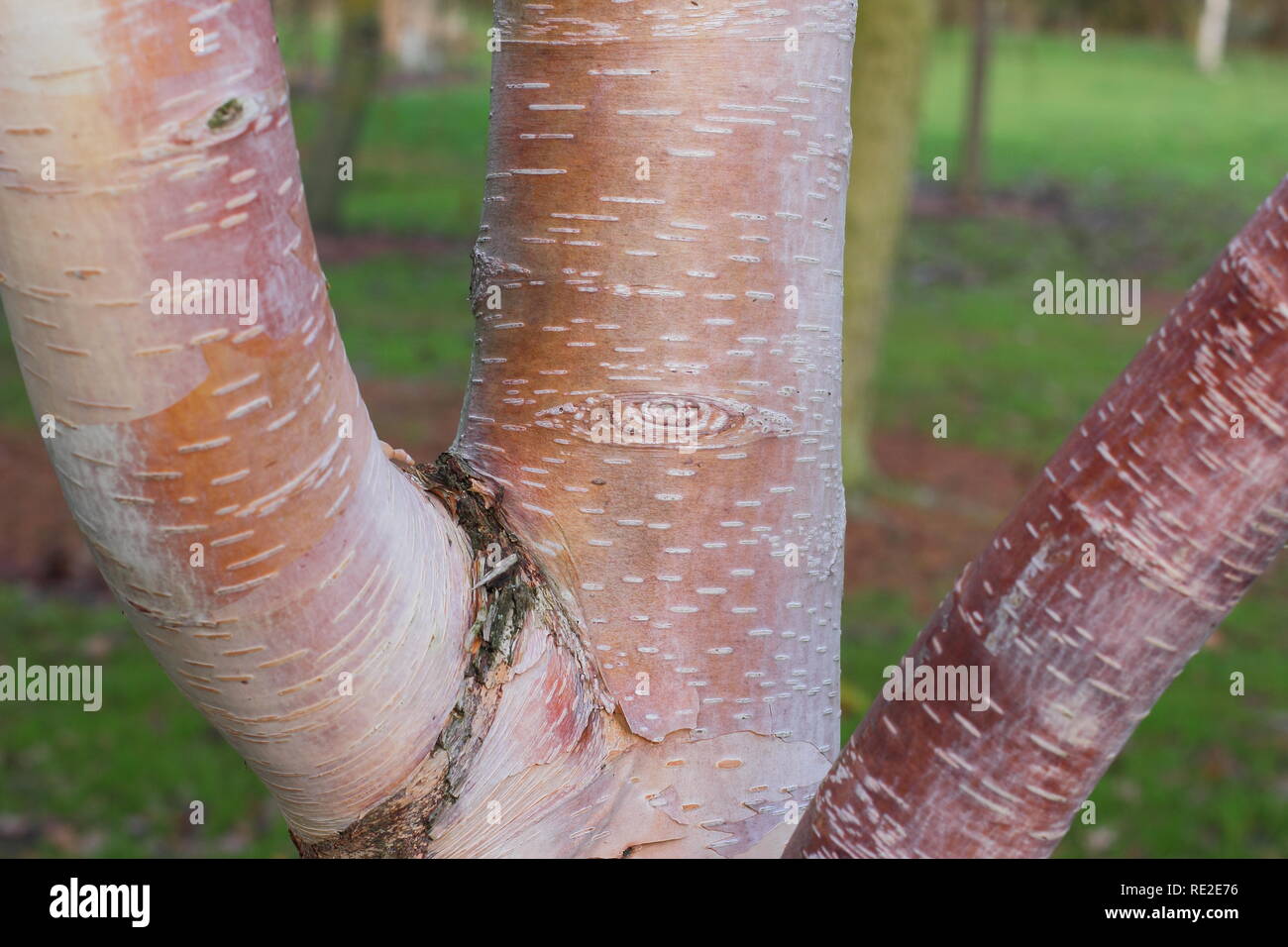 Betula utilis subsp. albosinensis "fascino". Corteccia di attraente di questo rosso cinese di betulla in inverno, REGNO UNITO Foto Stock