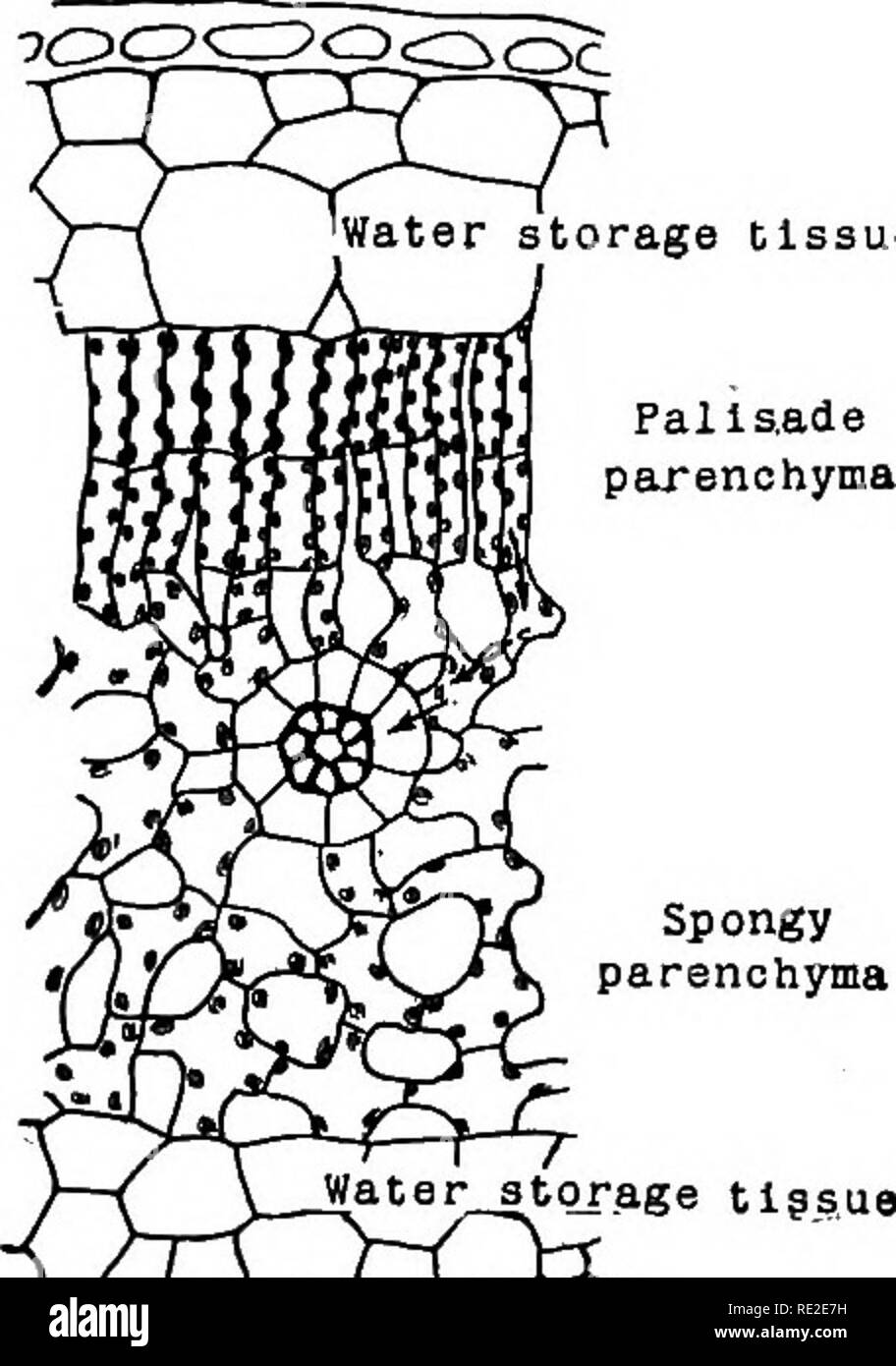 . Anatomia vegetale dal punto di vista dello sviluppo e funzioni dei tessuti, e manuale di micro-technic. Impianto di anatomia. Relazione DELLA BALESTRA PER LA FOTOSINTESI 147 rage parti di tessuto della foglia il biossido di carbonio che ha immesso attraverso la superficie inferiore. La frontiera nelle cellule di parenchima erogare acqua dalle vene al resto del mesophyll, e ricevere il cibo dalla palizzata e cellule spugnoso e insieme con il floema parte delle vene il trasporto fuori della foglia. Le condizioni necessarie per la fotosintesi sono questi: l'apparato fotosintetico 'devono essere presente in ordine di lavoro; vi m Foto Stock