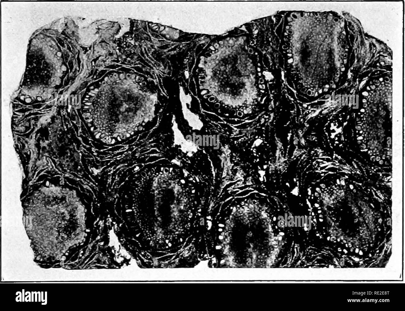 . Fondamenti di botanica. La botanica. FiG. 426.-Cycadeoidea ingens. Restauro di una Expanded bispor- angiate cono, o fiore, quasi in sezione longitudinale. Ripristinato da un fossile silicified. (Dopo Wieland.). Fig. 427.-Cycadeoidea Dartoni. Sezione tangenziale attraverso tessuti esterni del (fossili) tronco, mostrando il molto numerosi semi-coni- i semi sono molto piccole (l'illustrazione essendo formato naturale), e quasi ogni uno ha un embrione di dicotiledoni. Ci sono stati oltre 500 di tali coni del gambo originale. (Dopo una fotografia prestato dal prof. Wieland.). Si prega di notare che queste immagini sono extrac Foto Stock