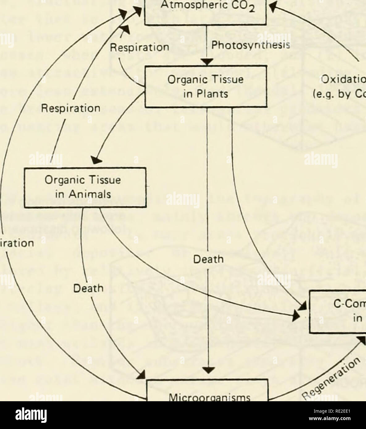 . Una caratterizzazione ecologica delle zone costiere Maine (a nord e a est di Cape Elizabeth). Ecologia costiera -- Maine. Variazioni di materia organica, frazioni minerali e waterlogging (saturazione di sedimenti) determinare palustre tipi di suolo, che a loro volta determinano la specie vegetale. Attualmente non sono disponibili dati che descrive in dettaglio i tipi di suolo in zone umide palustre in costa del Maine. Cicli biogeochimici e bilanci Biogeochemicals (ad esempio, azoto, phophorus, potassio) sono quelle sostanze derivate dalla crosta terrestre, idrosfera e atmosfera che sono essenziali per la vita dei processi. Poiché il pannello SUP Foto Stock . Una caratterizzazione ecologica delle zone costiere Maine (a nord e a est di Cape Elizabeth). Ecologia costiera -- Maine. Variazioni di materia organica, frazioni minerali e waterlogging (saturazione di sedimenti) determinare palustre tipi di suolo, che a loro volta determinano la specie vegetale. Attualmente non sono disponibili dati che descrive in dettaglio i tipi di suolo in zone umide palustre in costa del Maine. Cicli biogeochimici e bilanci Biogeochemicals (ad esempio, azoto, phophorus, potassio) sono quelle sostanze derivate dalla crosta terrestre, idrosfera e atmosfera che sono essenziali per la vita dei processi. Poiché il pannello SUP Foto Stock