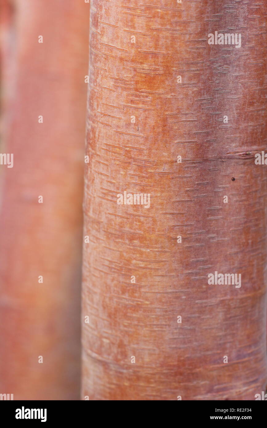 Betula utilisi subsp. albosinensis "Bowling Green". Betula utilis abosinensis 'Bowlng verde' corteccia del tronco in inverno, REGNO UNITO Foto Stock