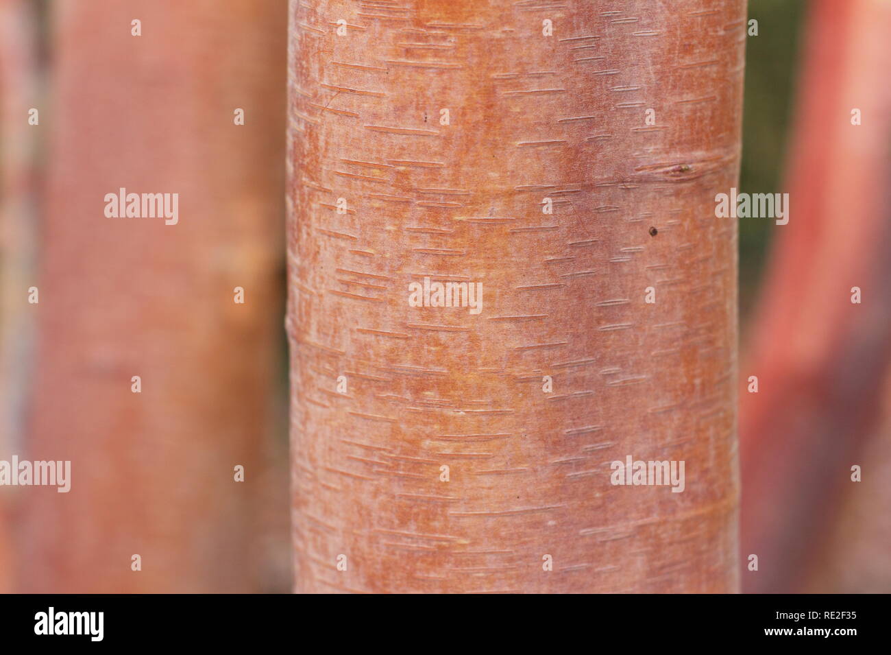 Betula utilisi subsp. albosinensis "Bowling Green". Betula utilis abosinensis 'Bowlng verde' corteccia del tronco in inverno, REGNO UNITO Foto Stock