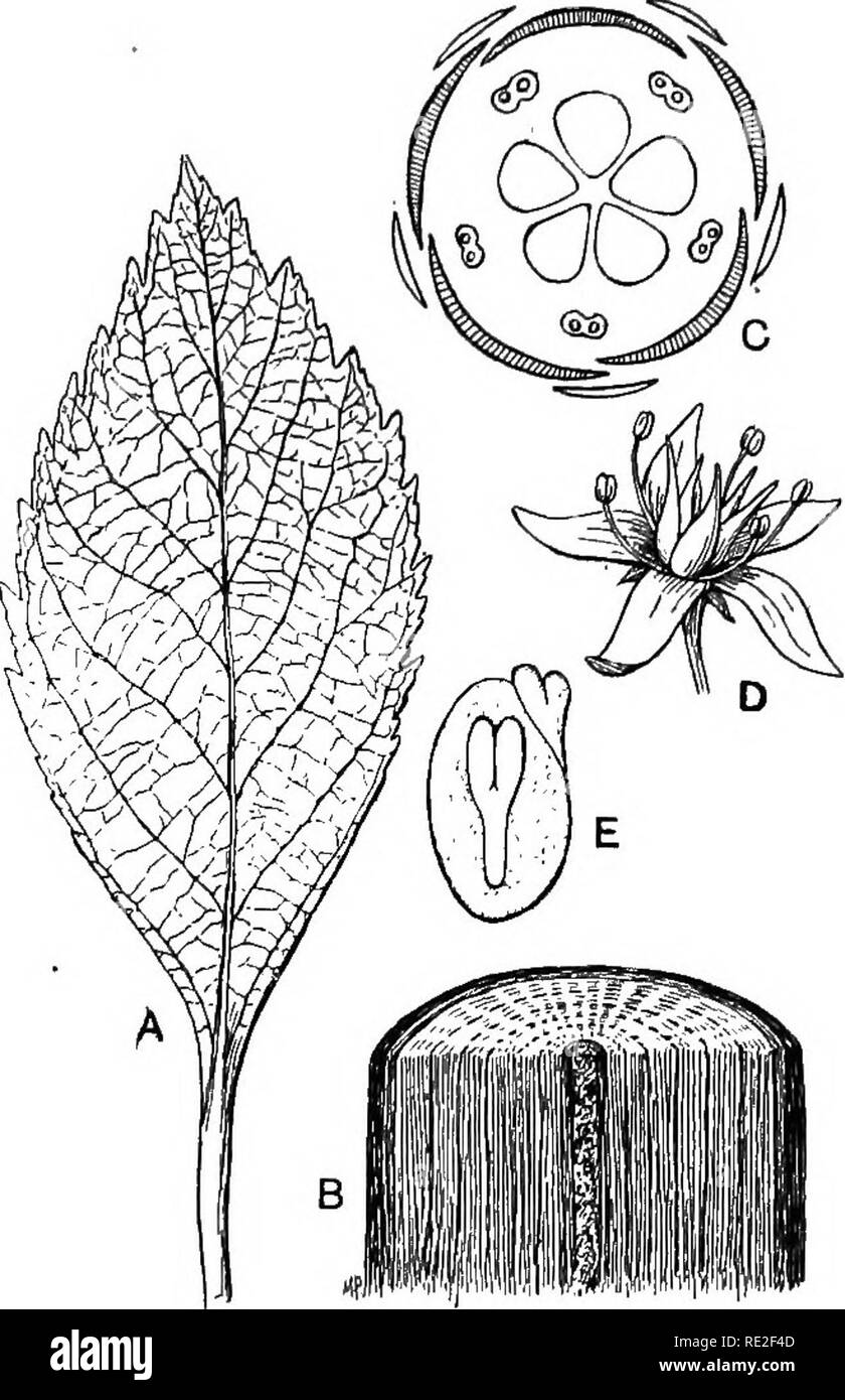 . Fondamenti di botanica. La botanica. Sementi di piante del cuscinetto 455 stantly associati con il possesso di uno o due cotiledoni. Così, nelle monocotiledoni le foglie sono, con rare eccezioni, in parallelo, venato e la crescita dello stelo è endogeno; mentre nelle dicotiledoni le foglie sono. Fig. 339.-la morfologia di una tipica pianta dicotiledone. Un, foglia, pinnately-venato reticolare; B, la porzione di stelo, che mostra gli strati concentrici di legno; C, massa-piano di fiore (le parti in s); D, prospettiva del fiore; E, sezione longitudinale delle sementi, mostrando dicotiledoni embrione. Di solito net-venato e lo stelo exoge Foto Stock