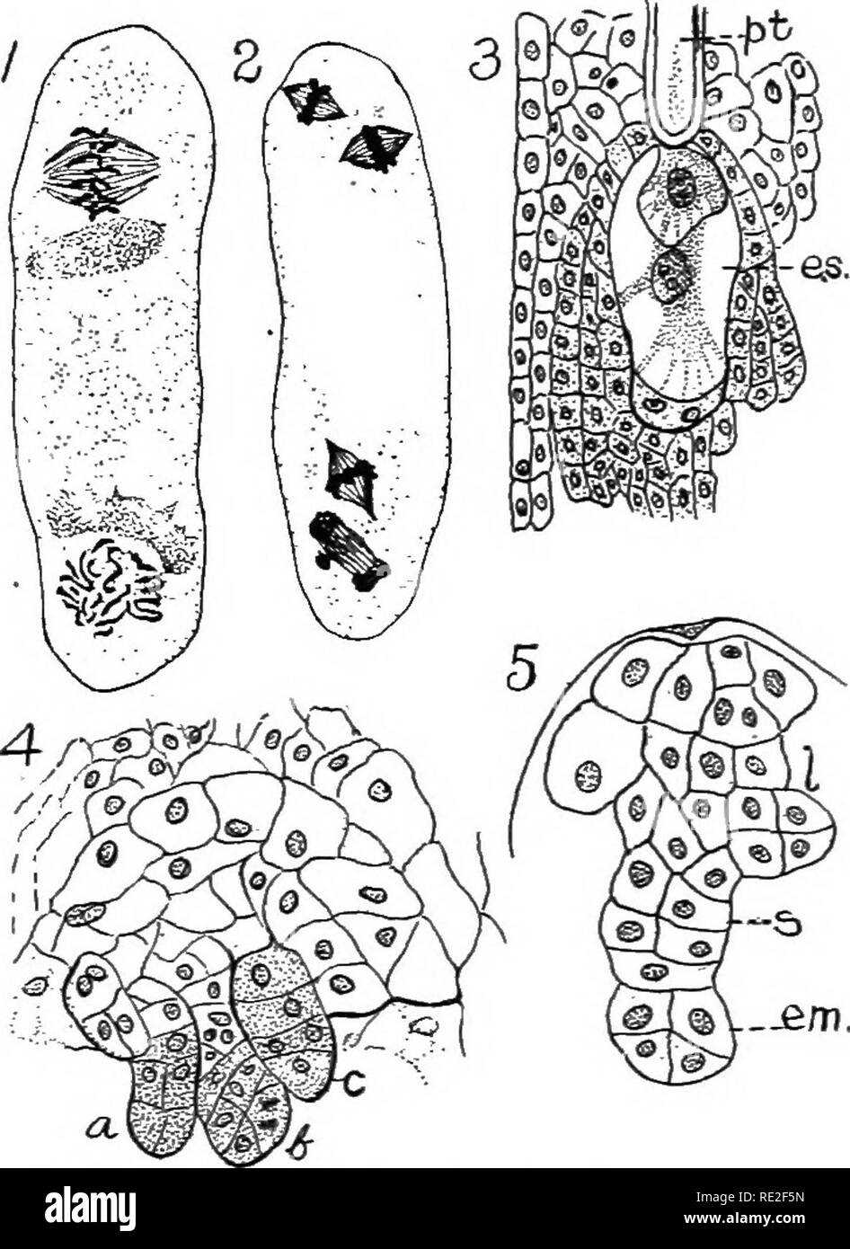 . Fondamenti di botanica. La botanica. Sementi di piante del cuscinetto 439 392. Il gametofito femminile.^IMegaspores probabilmente non sono formate in tetrads da due divisioni di una megaspore-madre-cella, ma il ancestrale-cella della femmina. Fig. 325.-dog-dente viola (Erylhronium). i, embrione-sac, binucle- stadio ate, i due nuclei dividendo; 2 quattro nucleino stadio; 3, matura embrione - sac (es); il polline-tubo {p.t) ha raggiunto l'uovo-apparato e fertiliza- tion ha appena avuto luogo; il maschio e la femmina di nuclei sono entrambi visibili nell'uovo fecondato. Il synergids non sono mostrati; 4, polyembryony; quattro embrioni sono de Foto Stock