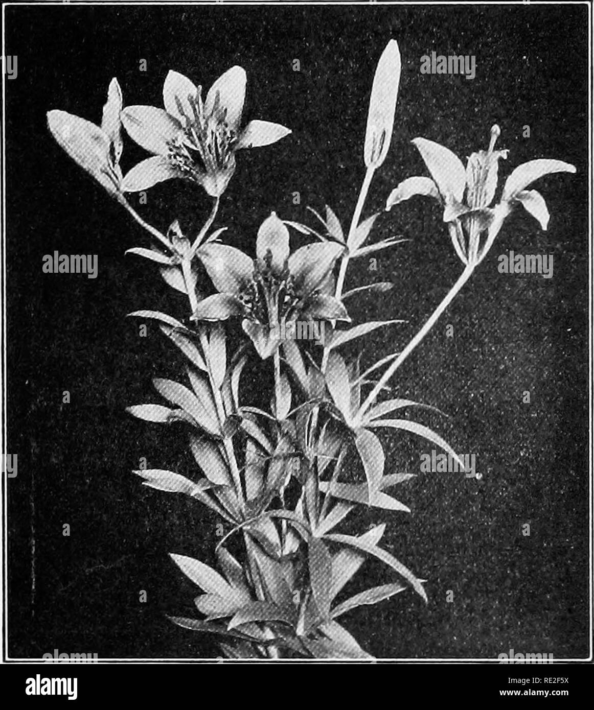 . Fondamenti di botanica. La botanica. 436 SmUCTURE e storie di vita ogni stame consiste in un fusto snello, il filamento, portante alla sua estremità due microsporangia {polline-SAC), uniti a formare l'antera. Nel polline-sac sono numer- unità organizzative microspore, che infine sviluppare nel polline- grani.. Fig. 323.-legno lily {Lilium philadelphicum). Un organo centrale, il pistillo, composta da tre mega- sporophylls {carpels) uniti, e racchiudente il mega- sporangia {ovuli). Tutti i pistilli presi insieme (uno o più) costituiscono il gynoecium. Il pistillo è costituito da tre distinte regioni come segue: {a) Foto Stock