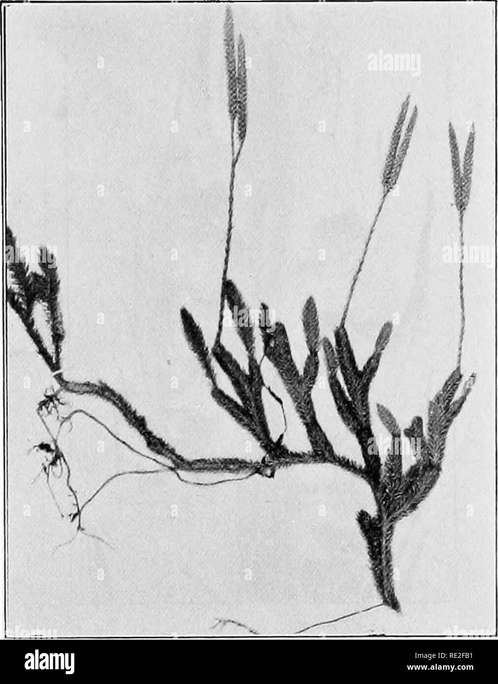 . Fondamenti di botanica. La botanica. CALAMITES E LYCOPODS 377 preferiscono un substrato ricco di humus o altre sostanze organiche. La maggior parte delle specie sono limitate ad un emisfero, ma pochi si verificano in entrambi. 338. Il Sporophj^e.-Ci sono diverse centinaia di specie di Lycopodium. Tra quelli più comuni in America temperate sono L. clavatum (Fig. 272), L. ohscurum. Fig. 272.-Lycopodium clavatum. dendroideum e L. lucidulum. Queste specie comunemente crescere trailing al di sopra della superficie del terreno, e da questo, e l'aspetto della loro fohage, essi sono com- monly chiamato "pino di massa", sebbene di c Foto Stock . Fondamenti di botanica. La botanica. CALAMITES E LYCOPODS 377 preferiscono un substrato ricco di humus o altre sostanze organiche. La maggior parte delle specie sono limitate ad un emisfero, ma pochi si verificano in entrambi. 338. Il Sporophj^e.-Ci sono diverse centinaia di specie di Lycopodium. Tra quelli più comuni in America temperate sono L. clavatum (Fig. 272), L. ohscurum. Fig. 272.-Lycopodium clavatum. dendroideum e L. lucidulum. Queste specie comunemente crescere trailing al di sopra della superficie del terreno, e da questo, e l'aspetto della loro fohage, essi sono com- monly chiamato "pino di massa", sebbene di c Foto Stock