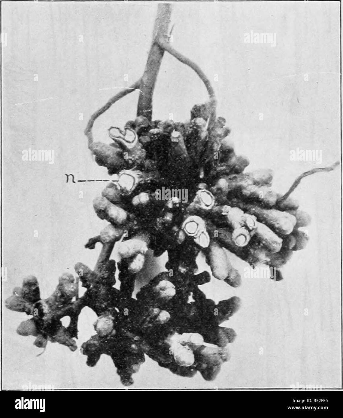 . Fondamenti di botanica. La botanica. SAPKOPHYTISJI E simbiosi 333 l'epidermide è rotto, fornendo così l'ingresso di altro azoto-fixer, un zotobacter, e anche in favore- in grado condizioni, ad un'alga azzurra (Nostoc). Questo è il solo caso conosciuto in cui quattro organismi sono associati. Fig. 241.-Root-noduli di Cycas revoluta. n, uno di parecchi cross- viste in sezione, che illustra la zona del syinbiont alga, Nostoc. insieme in sinergia. L'alga non è mai stato trovato in noduli di Bowenia, Ceratozamia, Macrozamia, né Zamia (tutti i generi di c}-cads). 309. L'innesto.-Uno dei oldes Foto Stock