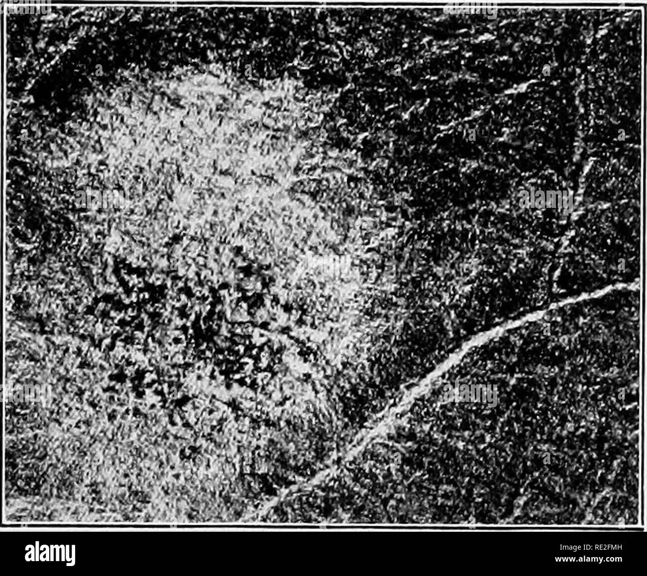 . Fondamenti di botanica. La botanica. Storie di vita di EUNGI 269 261. La riproduzione da parte di Asci. In tarda estate o inizio autunno si può notare su una foglia infettata, tra il mio- celium, minuscoli puntini neri o sfere (Fig. 194), donde il nome, Microsphara. Esame con il microscopio, questi organismi sono visti a sopportare numerose appendici, ramificato alla fine e con le punte dei rami curvate indietro per formare ganci in miniatura (Fig. 195). Quando queste piccole sfere sono schiacciati o quando essi scoppiò aperta, si trovano a con-. FiG. 194.-oidio {Microsphara Alni) sulla foglia di lilla. Un'in- fettuate area da Foto Stock