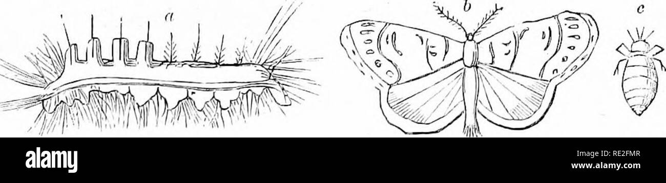 . La casa americana giardino. Essendo i principi e norme per la coltura di vegetali, frutti, fiori e cespugli. A cui si aggiungono brevi note su colture di fattoria, con una tabella del loro prodotto medio e i costituenti chimici. Il giardinaggio. b. Eumetopona minietra o ITanLimairl moth. La rete di un worm o giallo-colli di apple tree worm assomiglia piuttosto alla vite senza fine di nido, ma arriva più tardi nella stagione e, invece di filatura compatta di un nido, tesse una rete su un arto su cui è alimentazione, e si diffonde come la sua gamma ingrandisce, mangiare principalmente il tessuto della foglia di preferenza per le sue vene. L'uovo Foto Stock