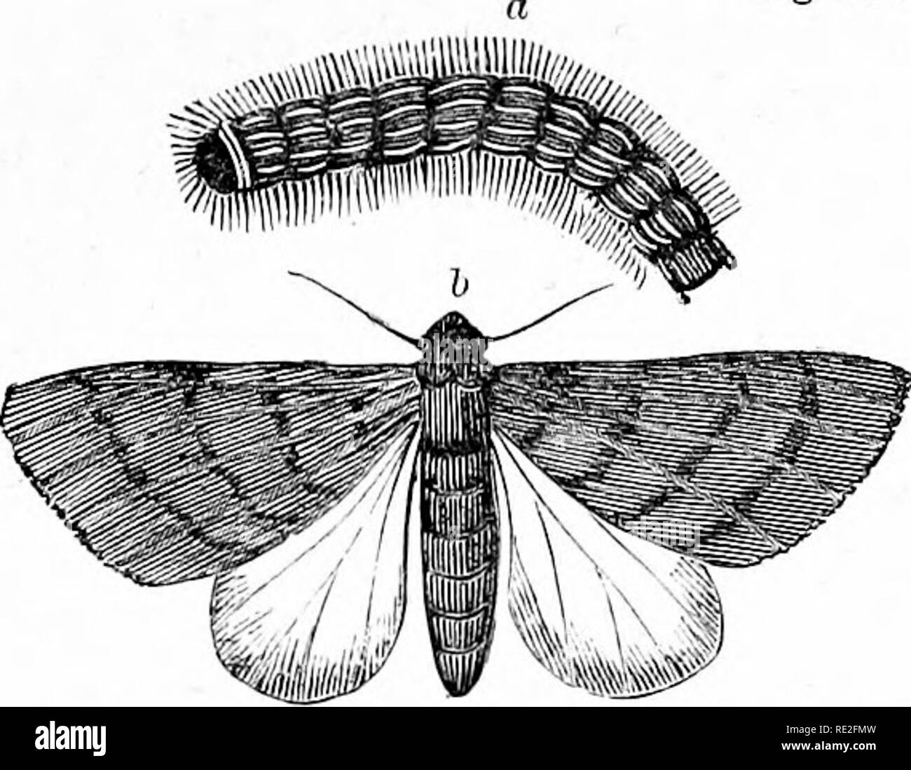 . La casa americana giardino. Essendo i principi e norme per la coltura di vegetali, frutti, fiori e cespugli. A cui si aggiungono brevi note su colture di fattoria, con una tabella del loro prodotto medio e i costituenti chimici. Il giardinaggio. AMERICAN HOME CxARDEN. 273 con piccole macchie della stessa. Esso è di colore arancione o giallo attorno alla testa e alla gola. Fig 132. b. Eumetopona minietra o ITanLimairl moth. La rete di un worm o giallo-colli di apple tree worm assomiglia piuttosto alla vite senza fine di nido, ma arriva più tardi nella stagione e, invece di filatura compatta di un nido, tesse una rete sopra l'arto su cui Foto Stock