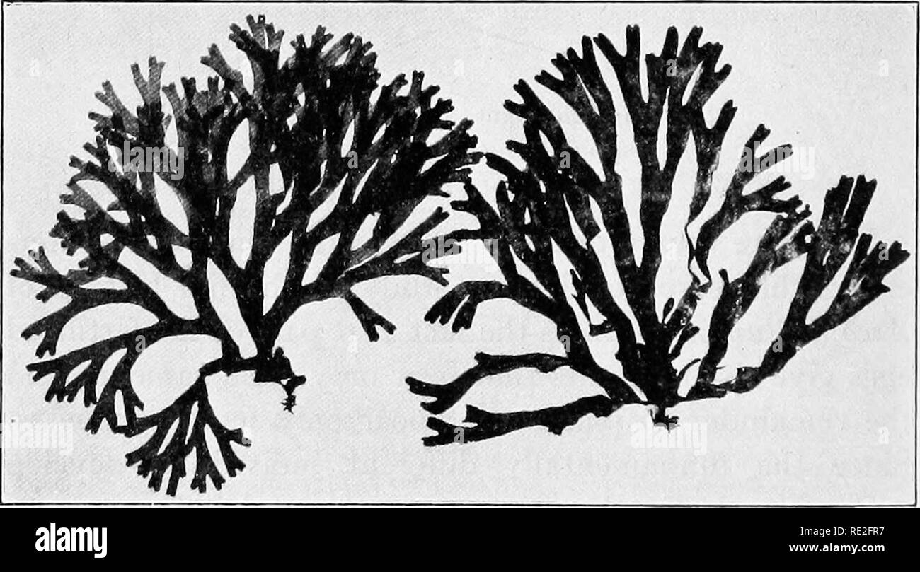 . Fondamenti di botanica. La botanica. Capitolo XVIII storie di vita di ALGJE (conclusi) DICTYOTA DICHOTOMA 227. Habitat.-^come alga marina Ascophyllum e Fucus, Dictyota dichotoma cresce principalmente lungo i margini dell'oceano nella zona compresa tra le linee di alta e bassa marea. È quindi sottoposta ad alternare la bagnatura e drpng e rhyth- mically alternando i cambiamenti di luce e temperatura. Esso. Fig. 177.-Dictyota dichotoma. A sinistra, sporogonial pianta; diritto sperma- gonial (gametofitica impianto). (Dopo W. D. Hoyt.) è trovato da come lontano nord come il centro della Scandi- navian penisola a circa 40° di latitudine sud. Foto Stock