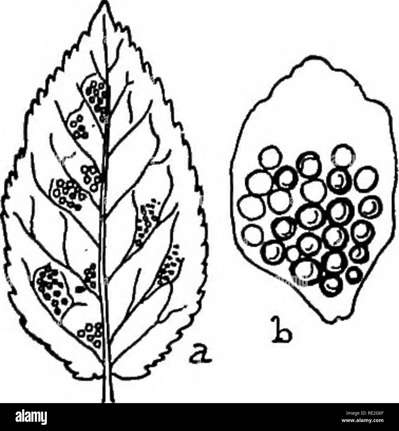 . Il British ruggine funghi (Uredinales) la loro biologia e classificazione. Ruggine di funghi. THECOPSORA 369 Vredo Padi K. et S. exsicc. 187. Cooke, Handb. p. 527. U. porphyrogenita Kze. ; Cooke, micr. Fung. p. 216. Padi Melampsora Cooke, Handb. p. 523 (1871). Plowr. Ured. p. 246. Fung. Fl. Yorkshire, p. 184. Puociniasirum Dietel Padi in Eng. u. Prantl e collaboratori, Naturl. Pflanz. i. 1**, p. 47. Fischer, Ured. Sohweiz, p. 463, f. 303; Centralbl. f. Bakter. 2. xv. 227. Tkecopsora areolata Magn. in Hedwigia, 1875, p. 123. Sacc. Syll. vii. 764. Colore biancastro, pustolosa, piatta, aperto, espirando una copertura sulla parte superiore. Spermogon Foto Stock