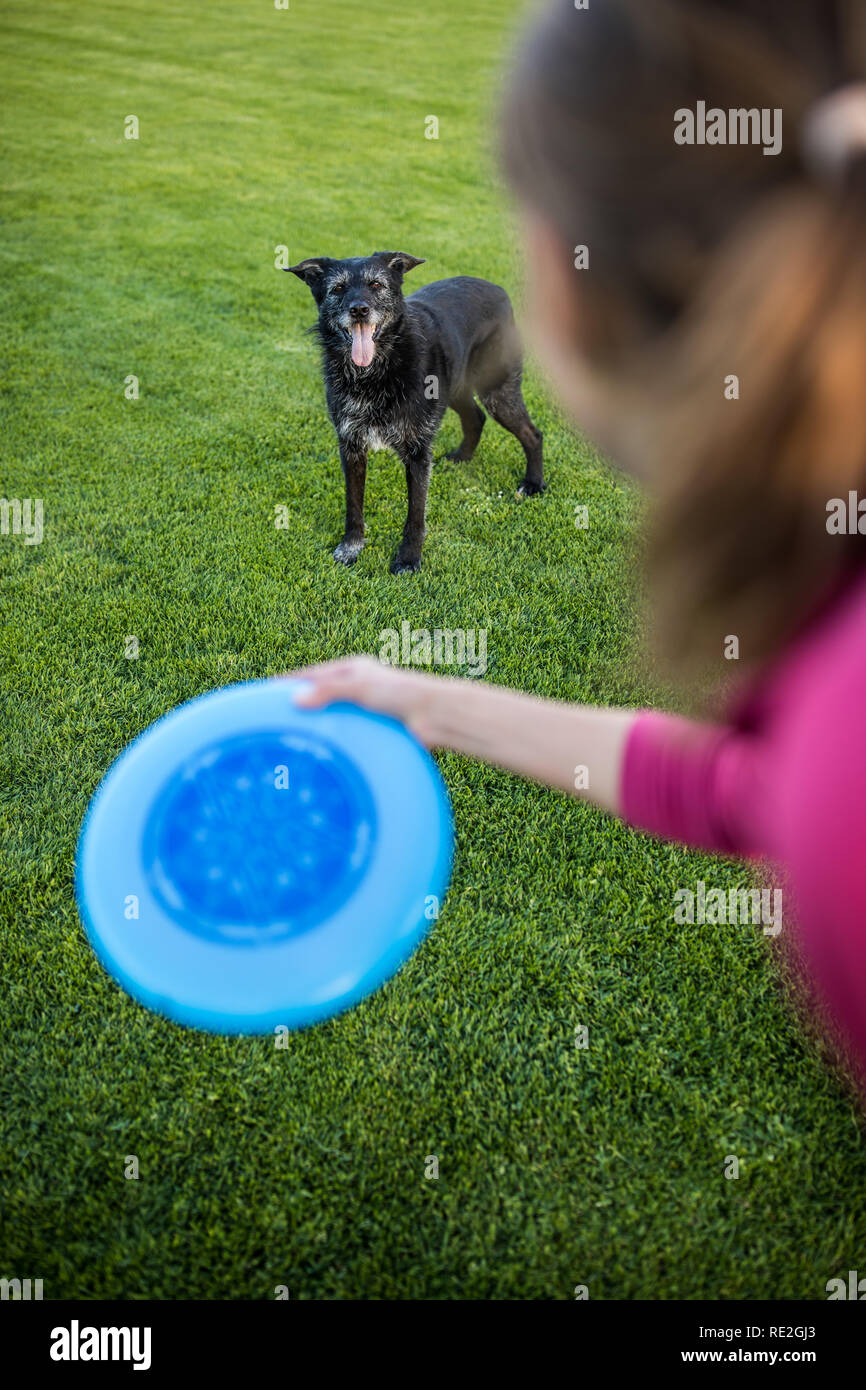 Giovane donna gettando freisbee al suo cane nero all'aperto (SHALLOW DOF, una messa a fuoco nitida Foto Stock