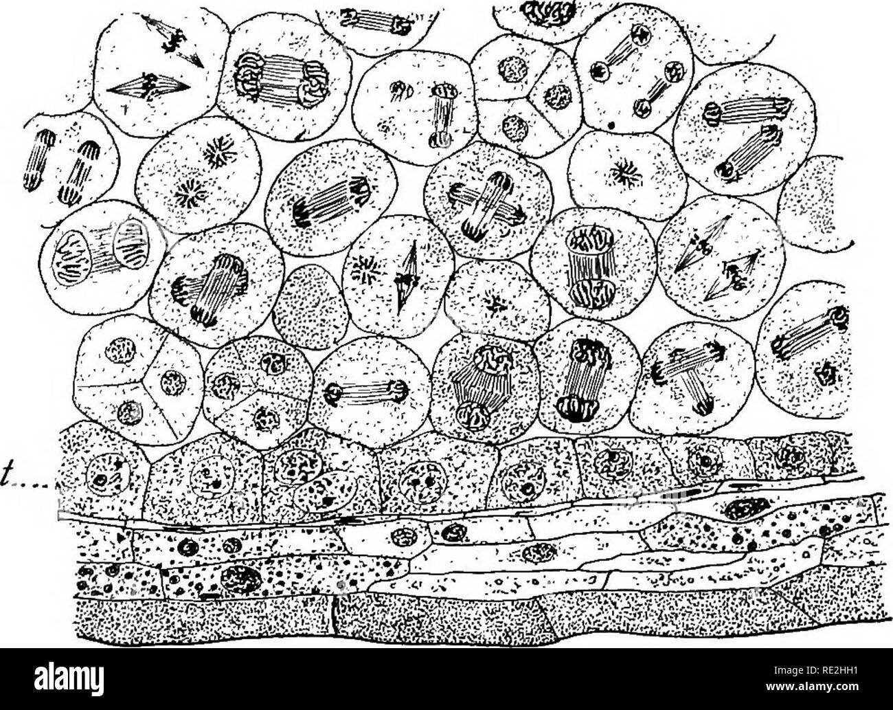 . Morfologia del spermatophytes. [Parte I. Gimnosperme]. Gimnosperme; morfologia delle piante. CONIFERALES 89 il gametofito maschile il gametofito maschile di conifere è stato a lungo conosciuto in un modo generale, ma Belajeff,**' analizzando il Taxus baccata e Juniperus communis nel 1891, sembra essere stato il primo a riconoscere le omologie e funzioni come al presente capito. Nel 1892 Strasburger^^, studiando un modo un po' più ampia gamma di forme, in particolare Larix e Cupressus, Belajeff estesa è costitui- clusions di conifere in generale. Questa è stata seguita nel 1893 da ulteriori studi di Belajeff^^ su Taxus e giu Foto Stock