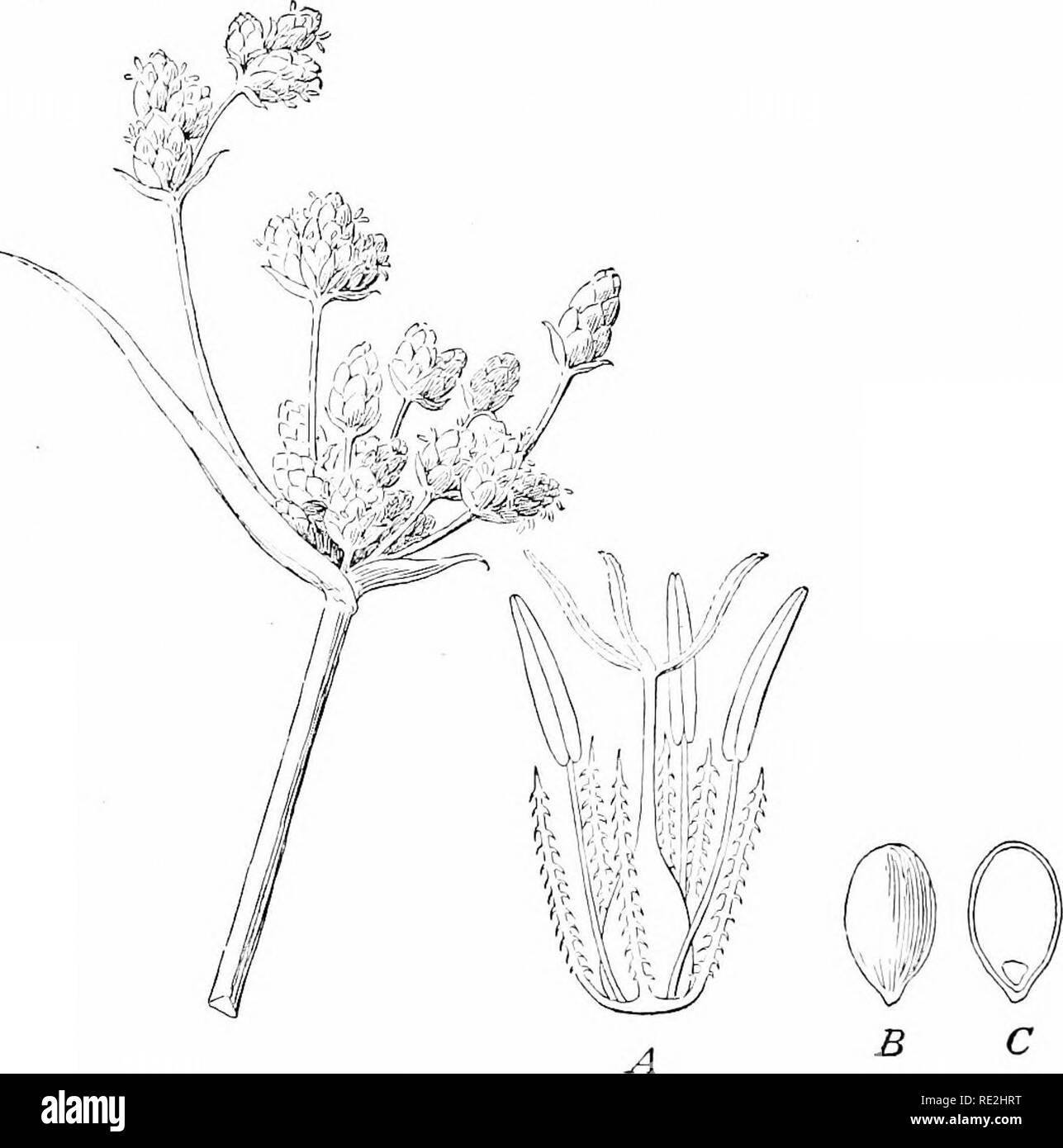 . Elementi di botanica. La botanica. 24: CHIAVE E FLORA il fiore e cluster tlie fiore di una sedge può essere sotto- stavano in piedi da una ispezione della Fig. 6. Le specie sono ancora più difficile da determinare rispetto a quelli delle graminacee.. Fii;. 5. InfloresceDce, fiori e sementi, di una sedge (&lt;jrre;it giunco, Sclrpus htcustrts) un ingrandimento tiower, circondato l)y un cade di hypo;j;ynons hri sementi ; C, sezione cd' il seme, sliowing tlie piccolo embrione iuelose ol' endosperma. (Dopo Lindley) ith-S liu B. la base 6. ARACE.S:. Aiu':ir Fajiily erbe perenni, con pungente o acre succo. Lascia spesso compensate Foto Stock