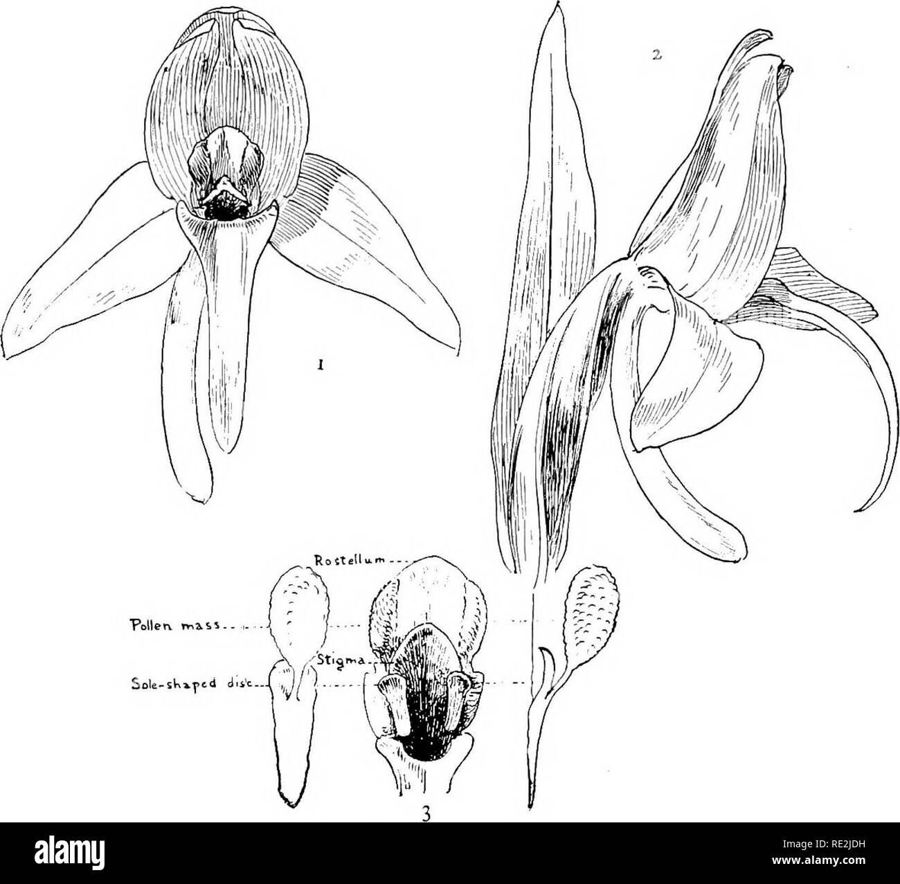 Il nostro natale orchidee; una serie di disegni dalla natura di tutte le  specie trovato nel nordest degli Stati Uniti. Orchidee. XVIII. Tall White  Bog Orchis Fig. I. vista frontale del