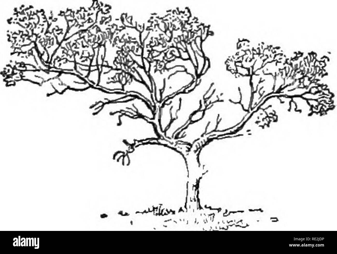 . Un corso pratico di botanica, con speciale riferimento ai suoi cuscinetti per l'agricoltura, economia e servizi igienici. La botanica. Fig. 411. - Sanguinello, un albero tollerante di ombra, crescere e fiorire in un profondamente boscosa vallata. in notevole misura dalla copertura della terra calda come una coperta in inverno e proteggendo così tenera semi e germogli che altrimenti non sarebbero in grado di sopravvivere. 313. La luce può essere di tutti i gradi di intensità, dal sole cocente della pianura senza alberi alle tenebre di grotte e cantine dove più nulla di verde può esistere. Tra questi due estremi sono numero- meno s intermedio Foto Stock