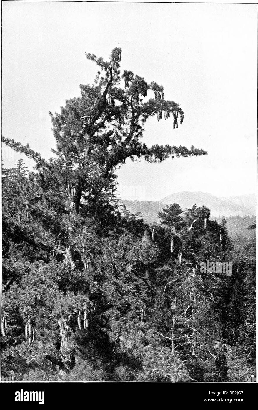 . Introduzione alla botanica. La botanica. Maiale. 228. Zucchero di cuscinetto di pino i grandi coni di semi di questi coni sono spesso al di sopra di un piede in lunghezza. Fotografia hy Re 295. Si prega di notare che queste immagini vengono estratte dalla pagina sottoposta a scansione di immagini che possono essere state migliorate digitalmente per la leggibilità - Colorazione e aspetto di queste illustrazioni potrebbero non perfettamente assomigliano al lavoro originale. Bergen, Giuseppe Y. (Giuseppe giovani), 1851-1917; Caldwell, Otis William, 1869- joint autore. Boston, New York, [ecc. ] Ginn e azienda Foto Stock