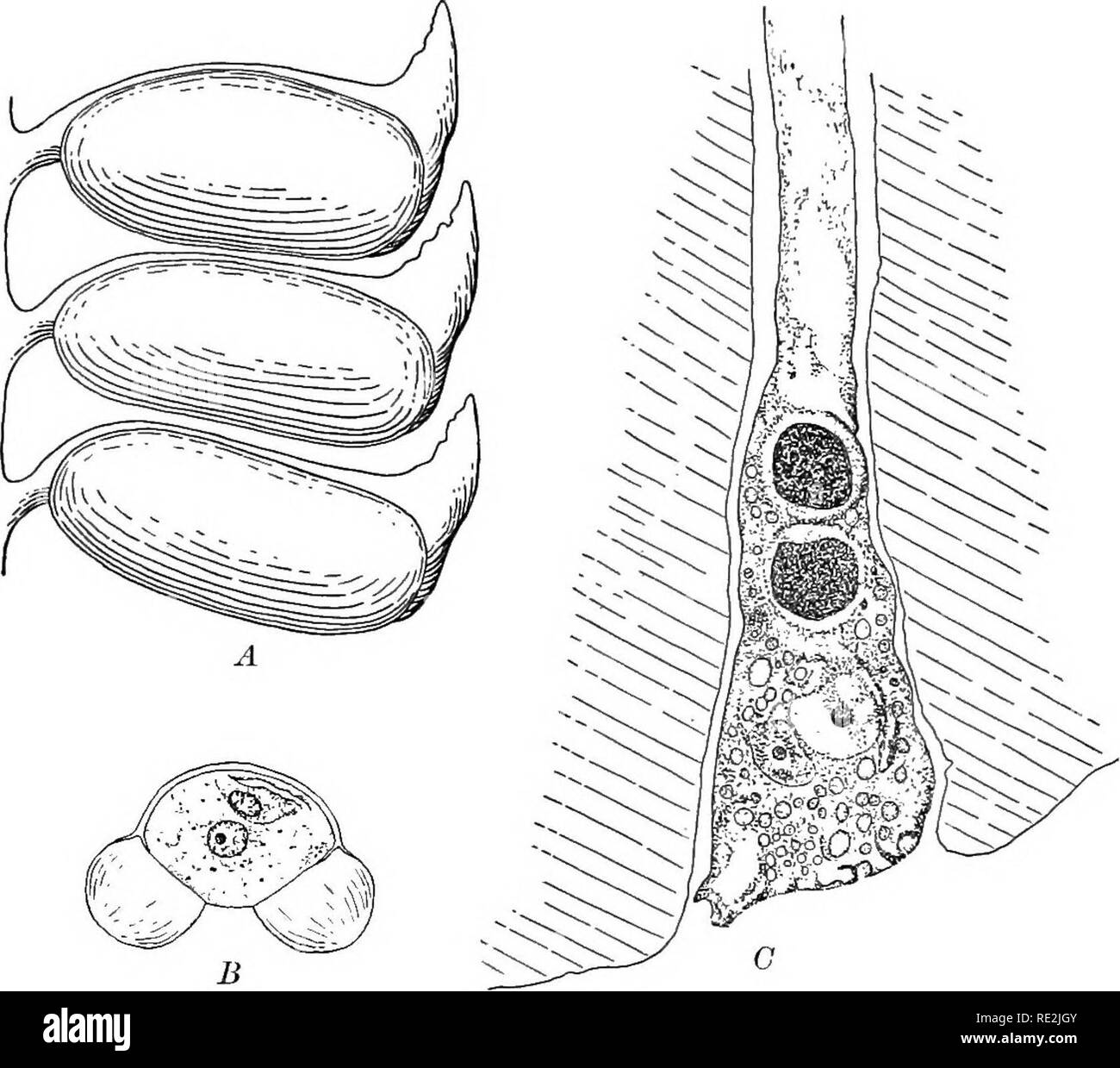 . Introduzione alla botanica. La botanica. Le piante a semi 291 noto come il tubo di polline. Mentre il tubo è in via di sviluppo, il suo contenuto si dividono e produrre di più celle, due delle quali sono cellule di sesso maschile (fig. 225). Il tubo si fa strada all'uovo, e quando esso arriva, la sua punta si apre e le due celle maschio passano fuori.. Fig. 225. Stami, polline e tubo di polline di pino a pochi degli stami e sacche di polline da un cono staminate; alquanto mag- nified. iJ, un ingrandimento di un granello di polline; molto ingrandita. C, la punta di un tubo di polline al momento quando si è quasi raggiunto il uovo; appena laack delle due celle nutriente Foto Stock