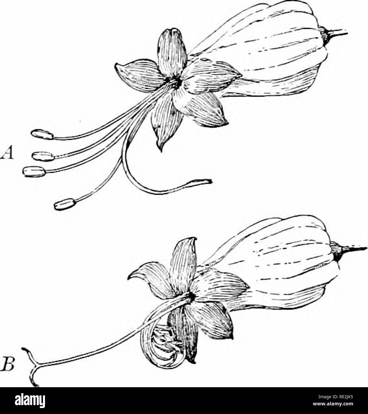 . Elementi di botanica. La botanica. Ecologia di fiori; POLLIXATION 175 moncecious fiori possono essere impollinata da quelli staminate tlie sulla stessa pianta, ma tliis non sicuro come un buon seme come è fissata da jjoUen avendo portato il pistillo da una pianta diversa dello stesso tipo. In fiori perfetti autoimpollinazione che comunemente si verificano a meno che non sia stato impedito con l'azione degli organi essenziali o da qualcosa nella struttura del fiore. In realtà molti fiori che a prima vista sembrano essere progettati per fissare self- impollinazione sono quasi o del tutto incapace di esso. Fre- temente il pol Foto Stock