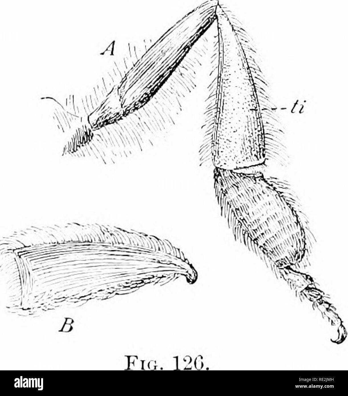 . Elementi di botanica. La botanica. 170 elementi di botanica. Un valore leggermente il fiore; ma molti coleotteri, tutte le farfalle e uioths, e la maggior parte delle api hanno corpi irruvidita con le scale o i peli che tenere un buon affare di polline aggrovigliati. Nel comune di miele-bee (e in molti altri tipi) la maggior parte dell'insetto è pelose e non vi sono speciali cestelli di raccolta, formato b}' l)ristle-come peli sulle zampe posteriori (Fig. 126). È facile vedere il carico di pol- len accumulato in questi cesti dopo una tale bee ha visitato diversi fiori. Di couise il polline che l'ape pacchi in cestelli e c Foto Stock