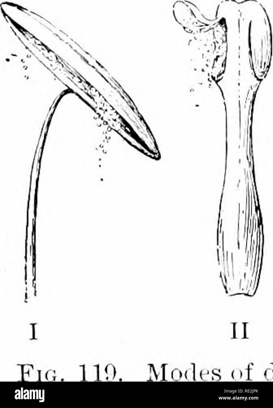 . Elementi di botanica. La botanica. 162 ELEMENTI DI BOTANICA. semplicemente un prolungamento del filamento. Entro ciascun lobo sono due il polline-sac riempite con cellule madre da cui i granelli di polline vengono sviluppati, ciascuna cella di solito pro- diminuire quattro grani di polline. Dopo l'antera lias ma- tured, le due sacche di ciascun lol)e comunemente eseguito insieme in una cavità, whicli è solo parzialmente riempito con grani di polline. Tlie forma della antera tlie e il modo in cui esso apre dipendono in gran parte su modi di scaricare il modo in cui il polline â ^ """'^'" è di essere scaricato e come io, da sl longitudinale Foto Stock