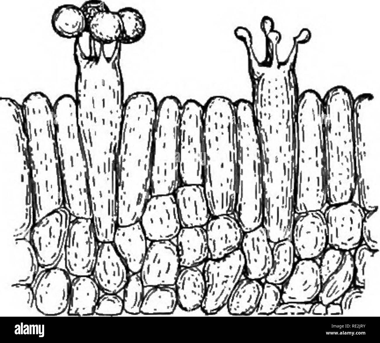 . Introduzione alla botanica. La botanica. Funghi e FUNGOUS MALATTIE DELLE PIANTE 259. 245. Diverse forme e abitudini di funghi. Mentre i tipi di muslirooms già discusso e illustrato in illus- trations sono probabilmente più comune di tutti, altri sono quasi altrettanto abbondante. Una forma comune è Polyponis (molti pori) (fig. 182), che compare nel ripiano-come outgrowths da organismi di alberi entro wliich suo micelio cresce. Esso è comunemente Fig. 201. [Basidia e spore di un fungo ingrandito 370 diametri. Dopo A. H. R. Buller parlato di come uno dei tree-destroymg funghi. Il micelio è in grado di penetr Foto Stock