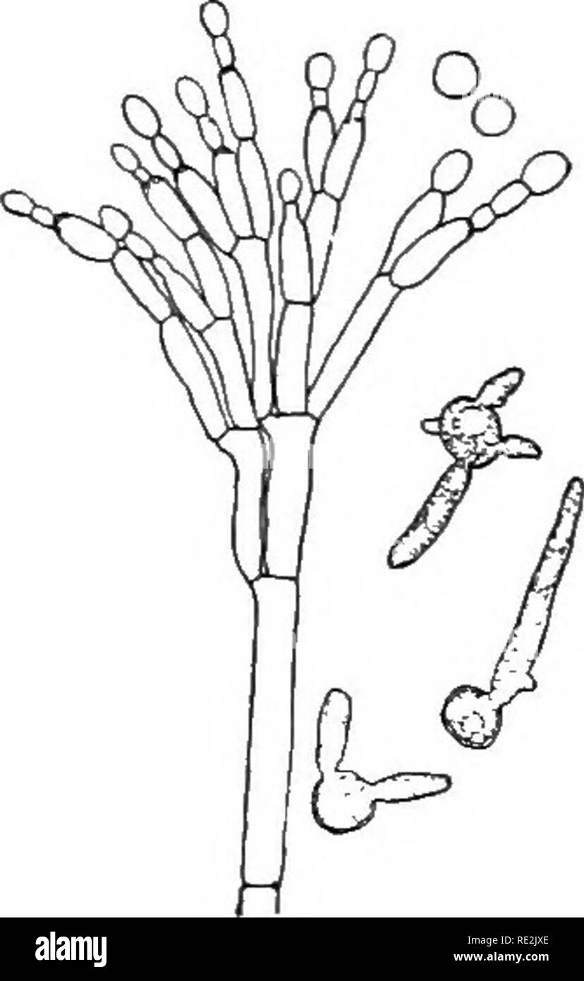 . Introduzione alla botanica. La botanica. Funghi AXD FUNGOUS MALATTIE DEL PLAXTS 245 crescite della muffa. Un altro complesso metodo di reproduc- tion risulta nella formazione di una pesante-corpo murate, il ascocarp, così chiamato perché è il corpo che contiene la zsc e asco- spore (fig. 190). A fine estate i ascocarps maggio, Avithout ingrandimento, essere visto come piccoli corpi neri sulla superficie delle foglie hlac. "SA'hen aseocarp è rotto, il sac e spore sono esposti. Dalle pareti della peculiare aseocarp bracci si estendono e iii il lilla di muffa e alcune relative muffe questi hanno vistosamente branc Foto Stock